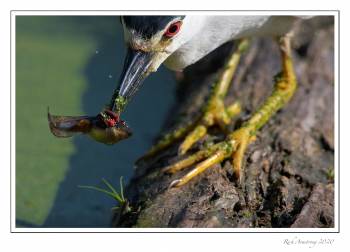 Black-crowned night heron 3.jpg